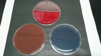 細菌検査2